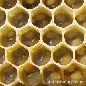 puesta de huevos por abeja reina HD